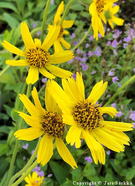 Arnica unalaschcensis var. tschonoskyi, aasianpetsiarnikki